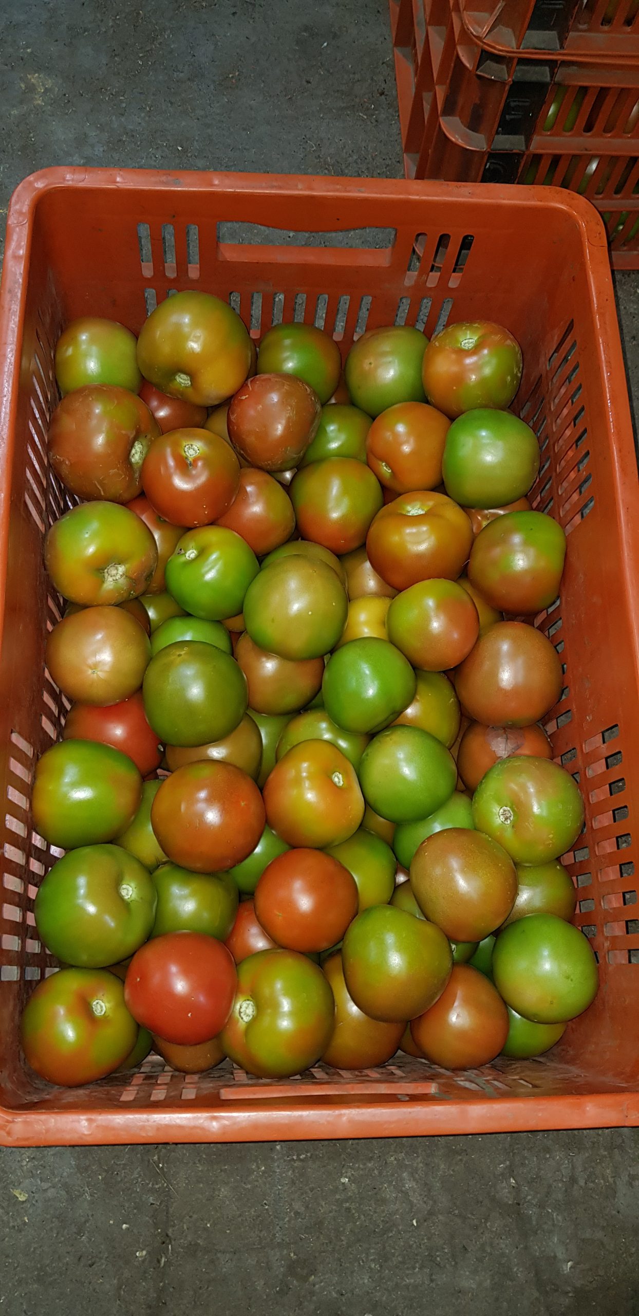 Tomate chonto