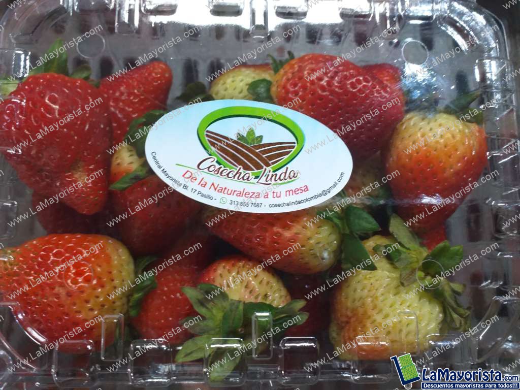 Domo de fresa jumbo x500gr