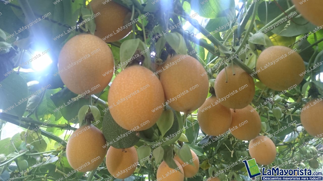 Granadilla