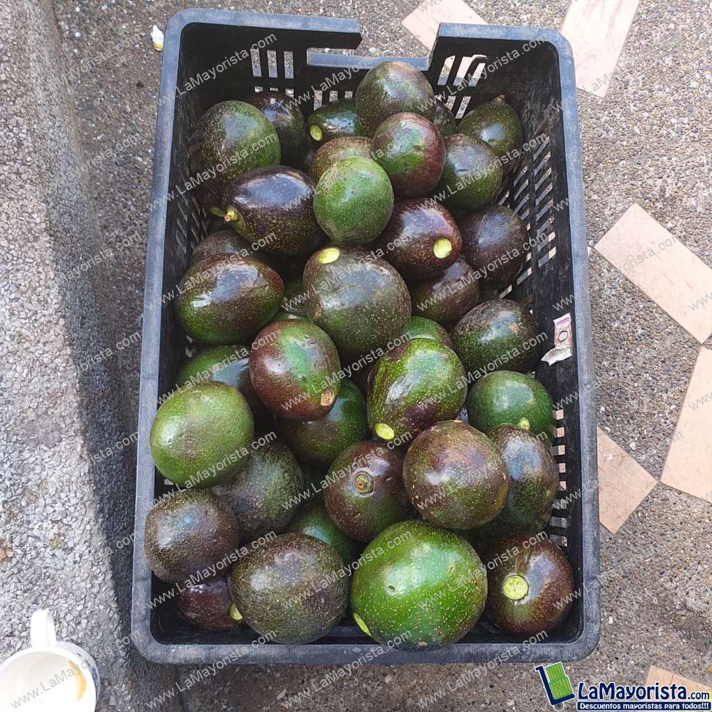 Aguacate costa rica, Collin Reed