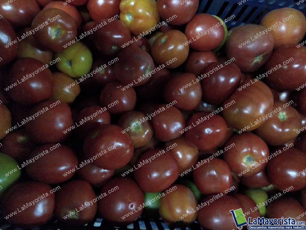 Tomate chonto
