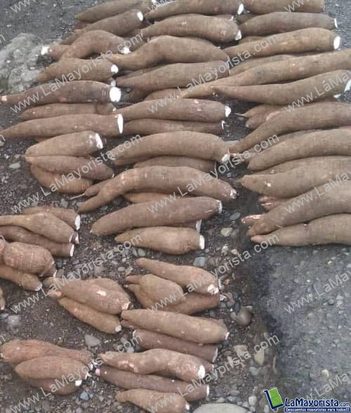 Venta de yuca en cantidad