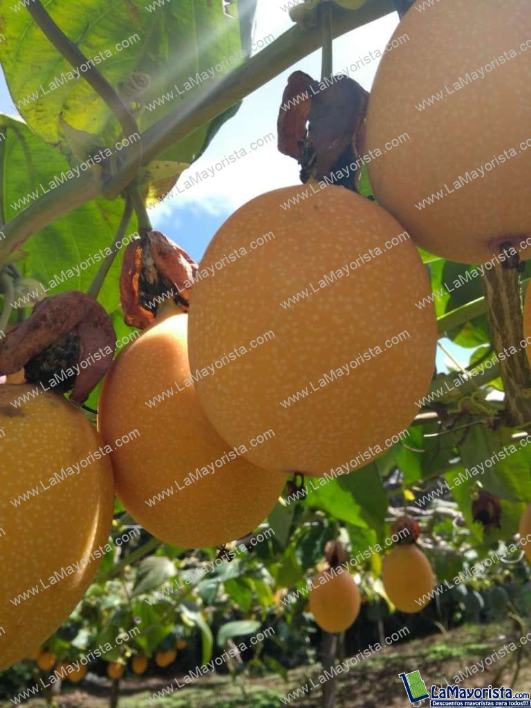 Granadilla extra caja x 14 kilos aprox.