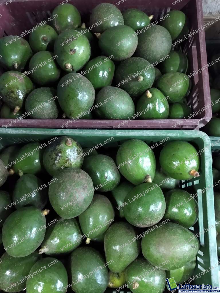 Aguacate ingertos