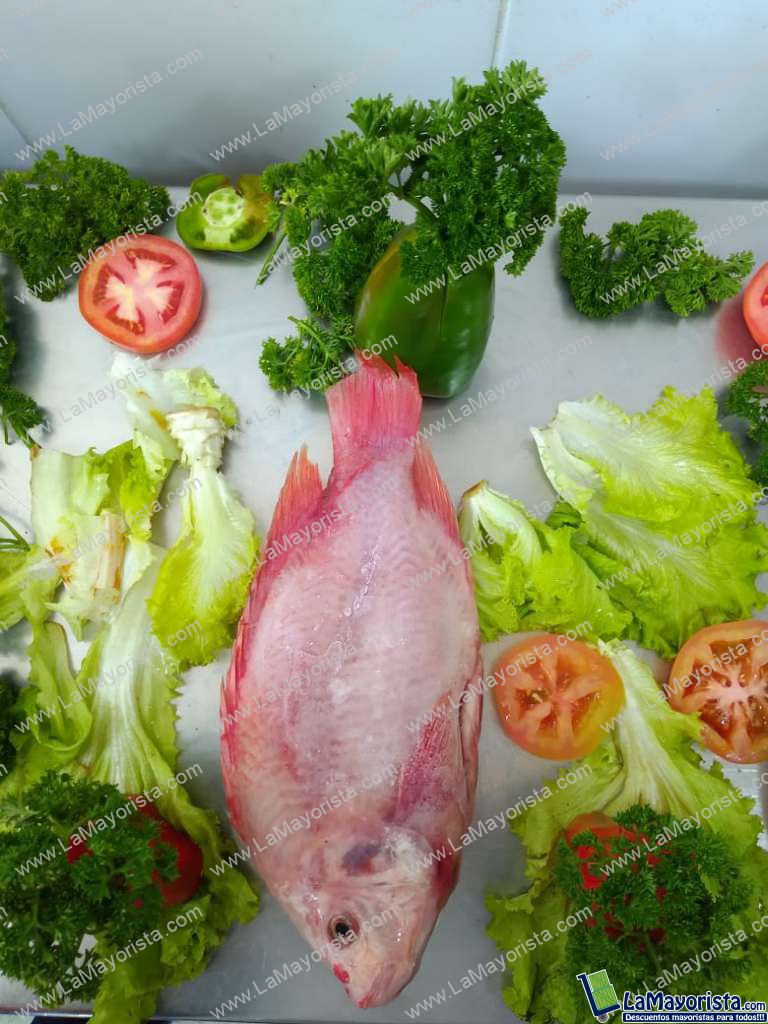 Tilapia roja