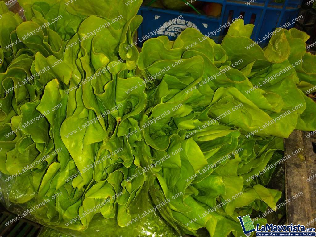 Lechuga romana