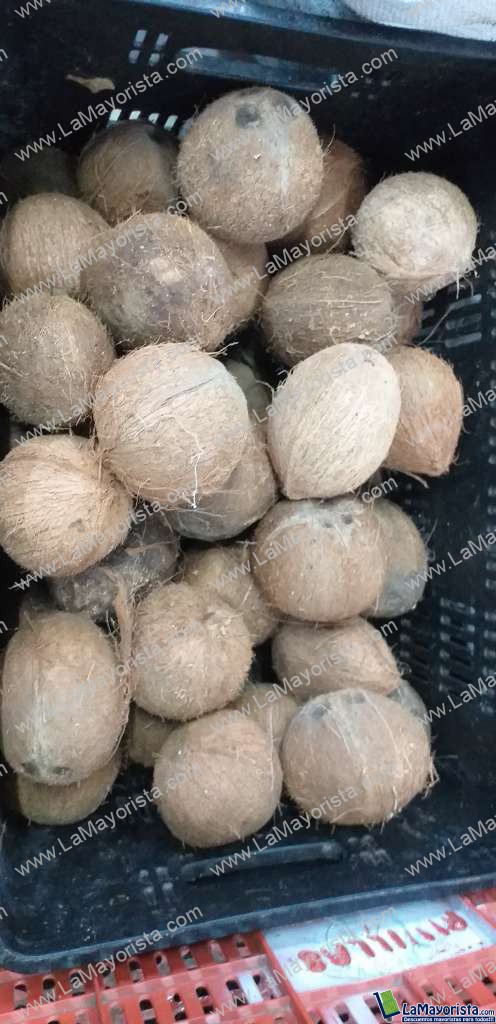 Coco pequeño