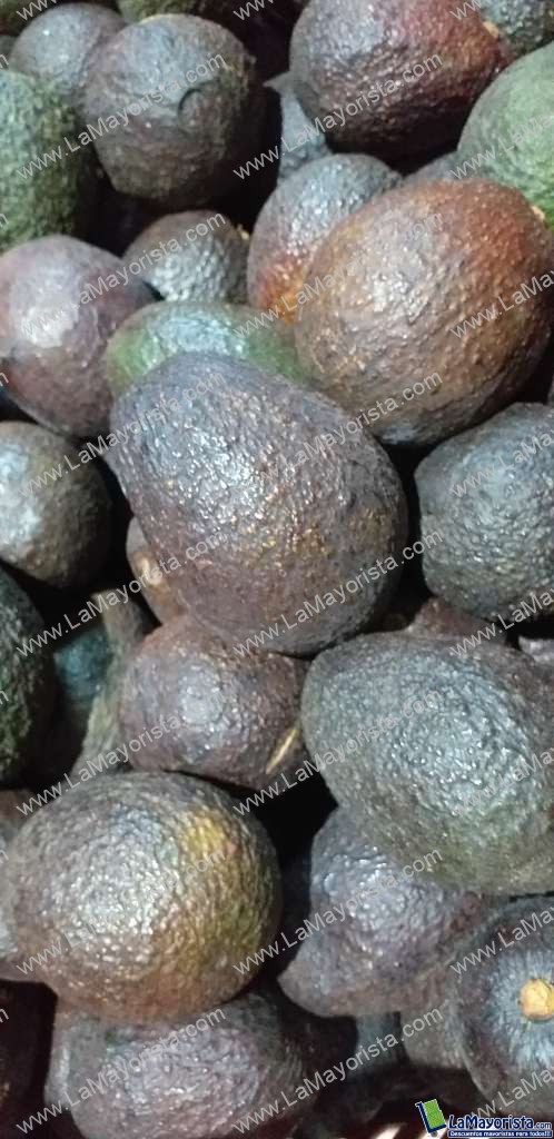 Aguacate hass
