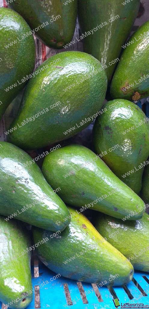 Aguacate referencia santana
