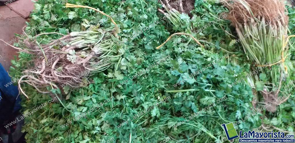 Cilantro