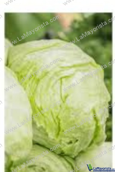 Repollo