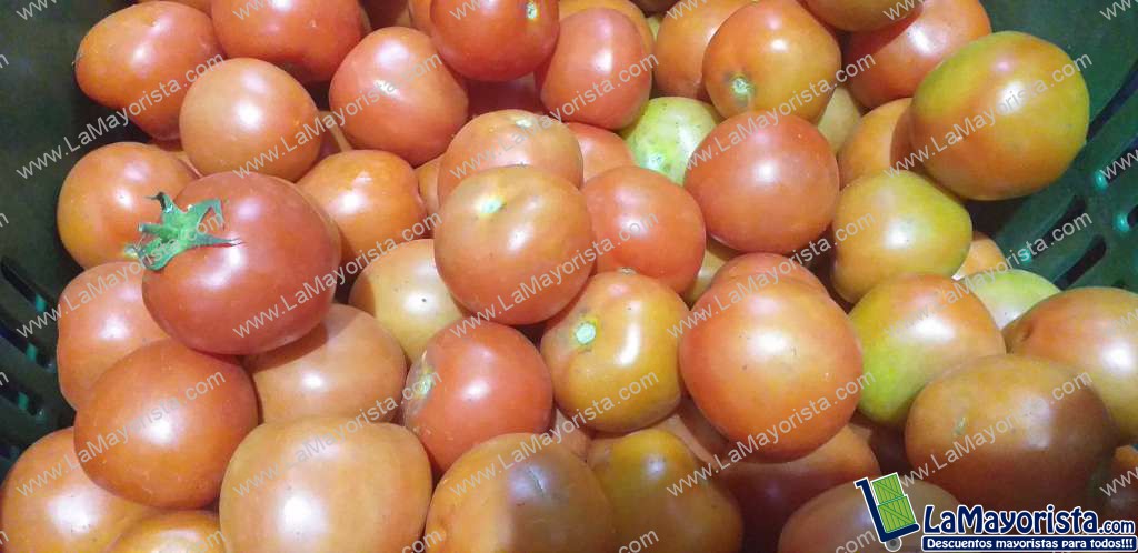 Tomate chonto parejo