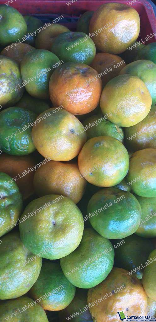 Mandarina oneca