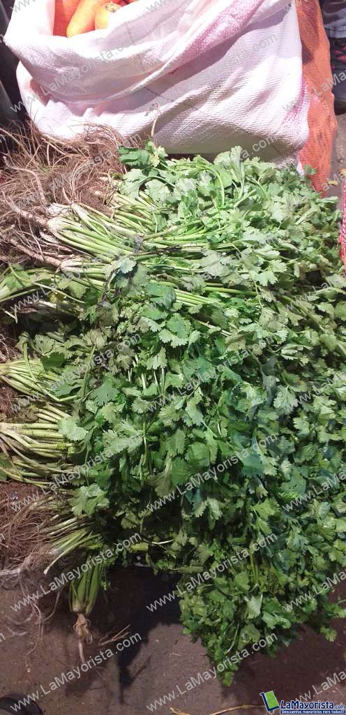 Cilantro