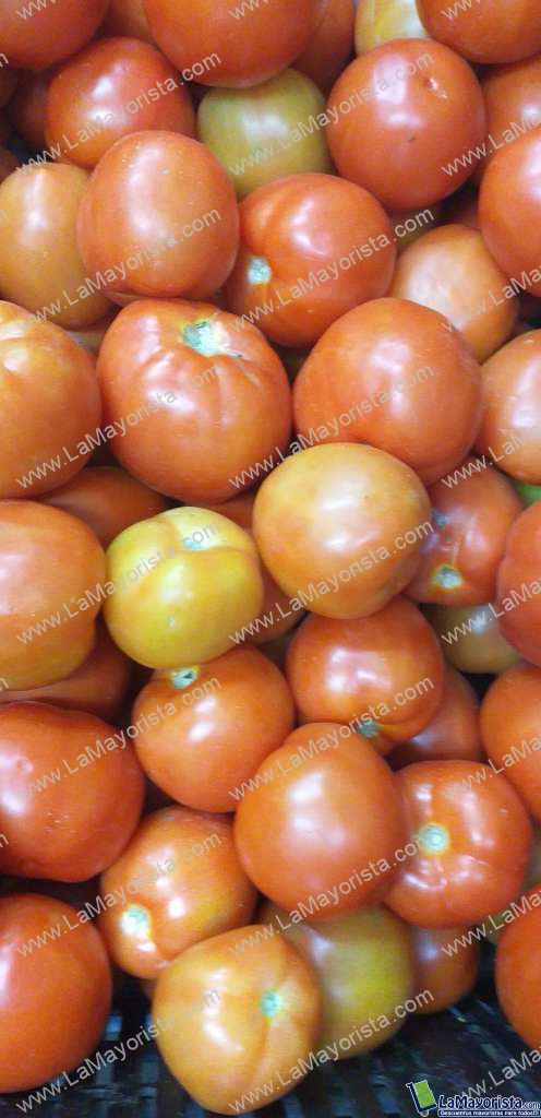Tomate chonto