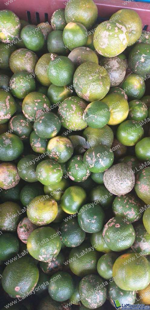 Limon mandarino