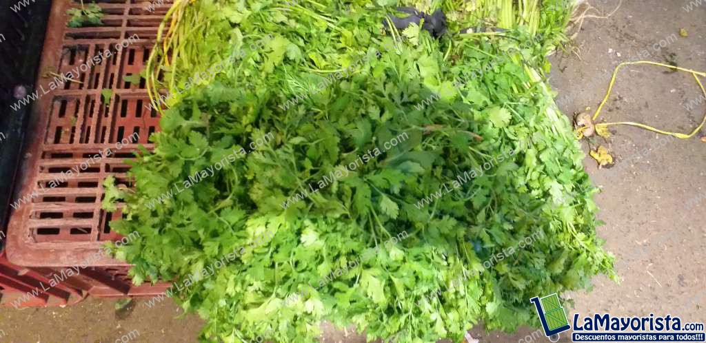 Cilantro