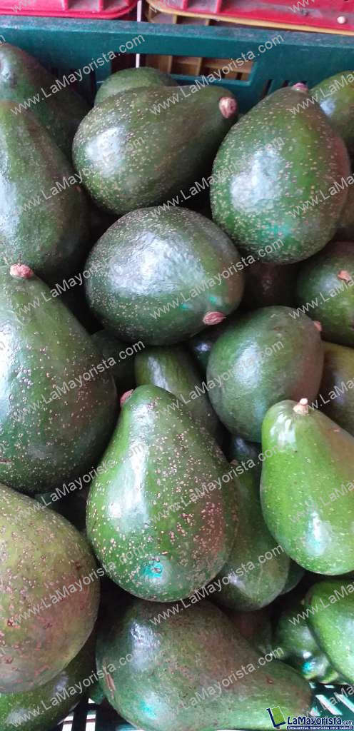Aguacate referencia semil