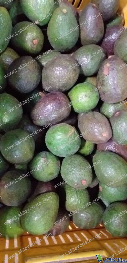 Aguacate hass pinton