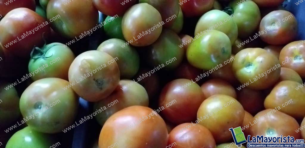 Tomate chonto
