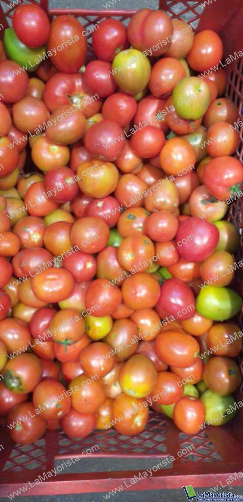 Tomate chonto