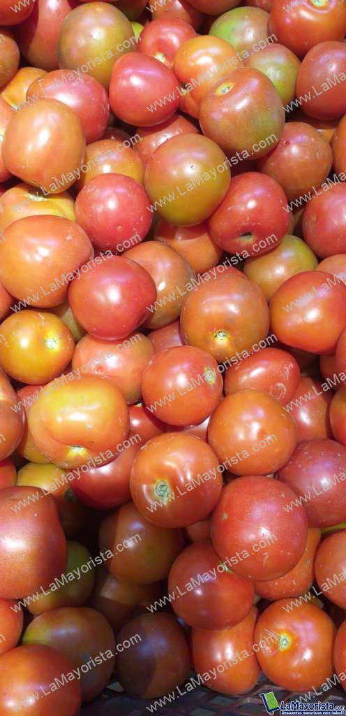 Tomate parejo 1ra