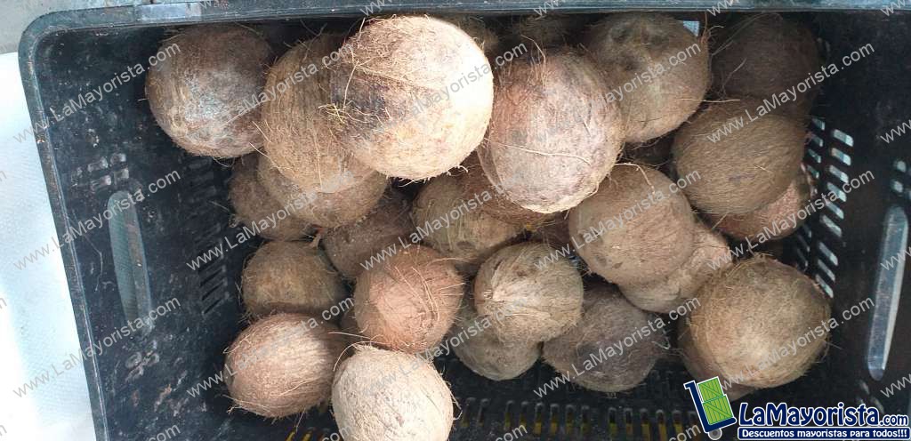 Coco referencia grande