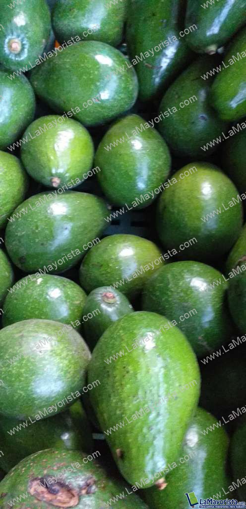 Aguacate semil