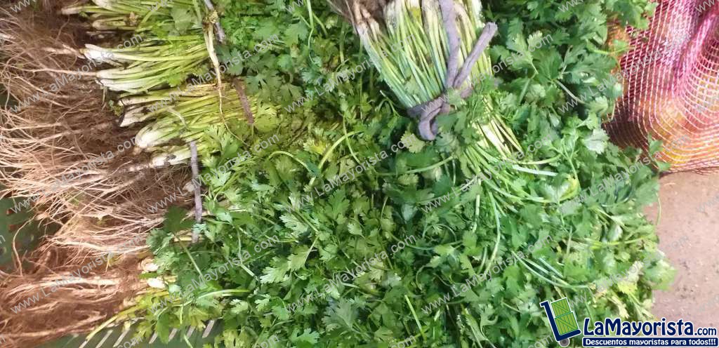 Cilantro