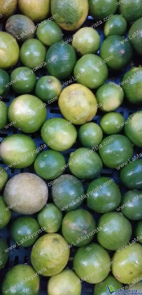 Limon tahiti