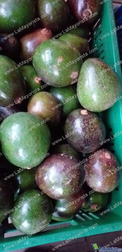 Aguacte collin