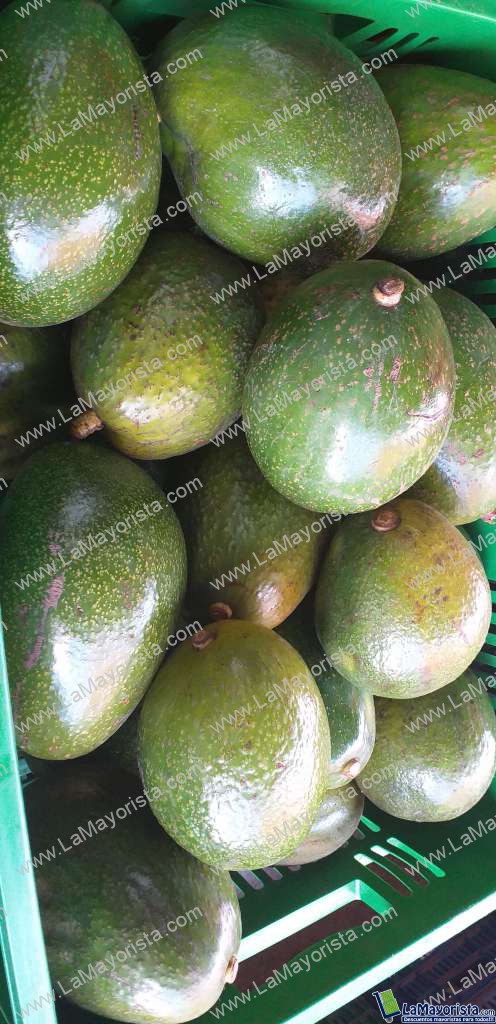 Aguacate choquette maduro