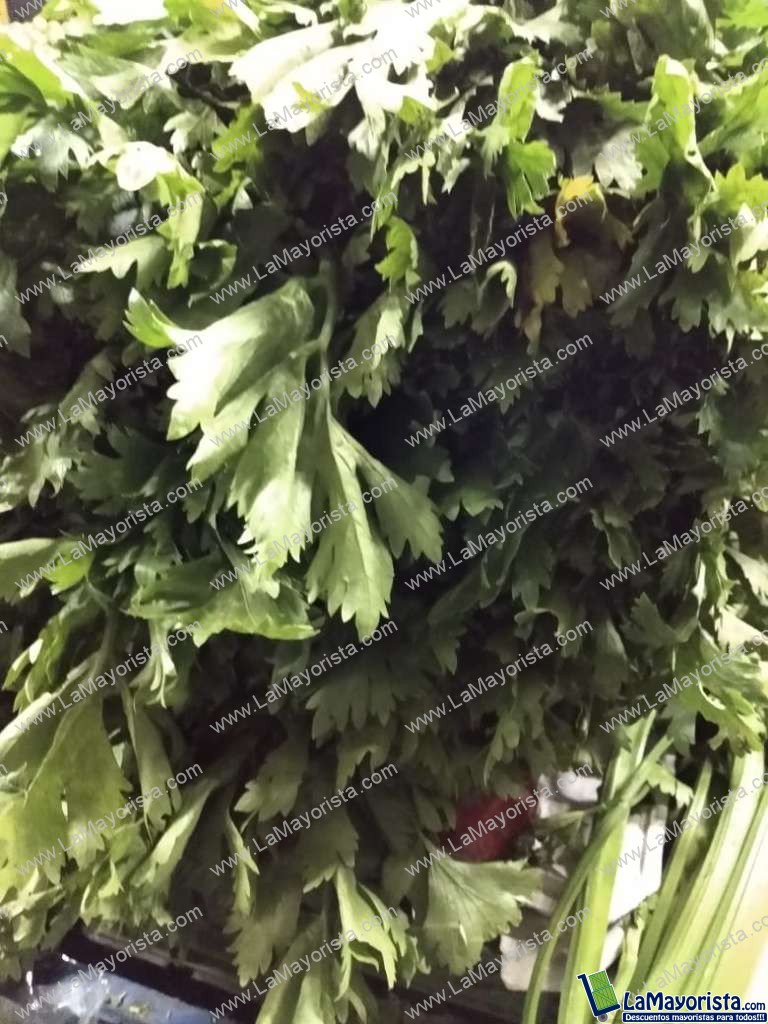 Cilantro