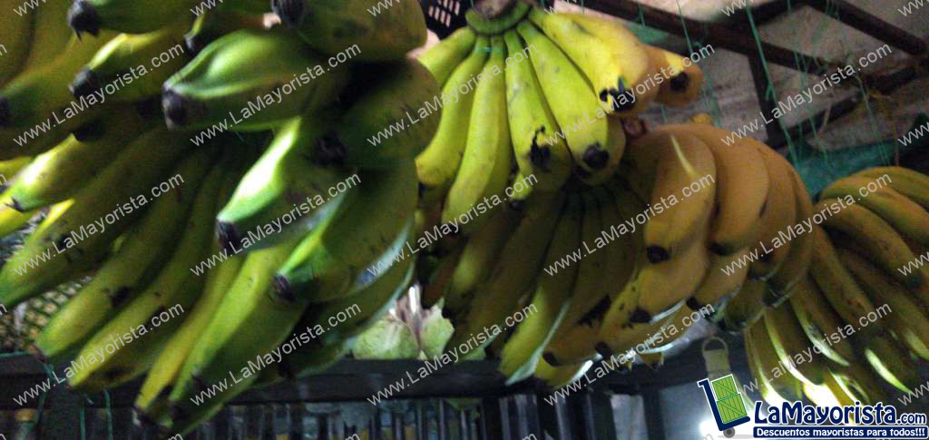 Banano criollo