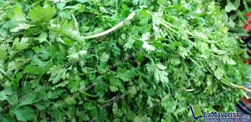 Cilantro