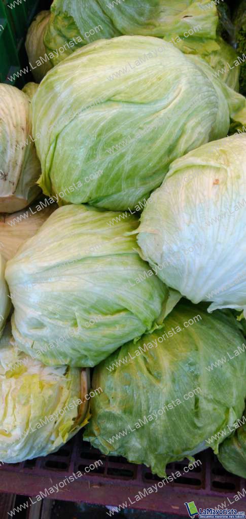 Lechuga Batavia