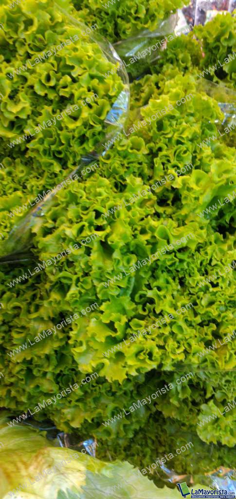 Lechuga crespa
