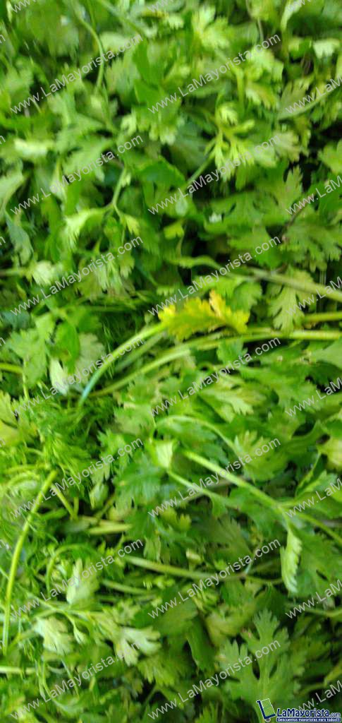 Cilantro