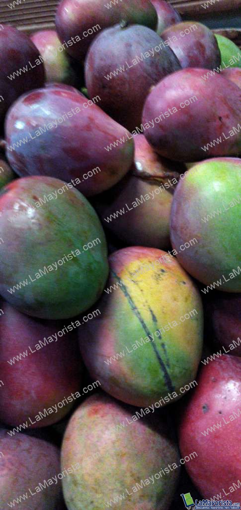Mango tommy