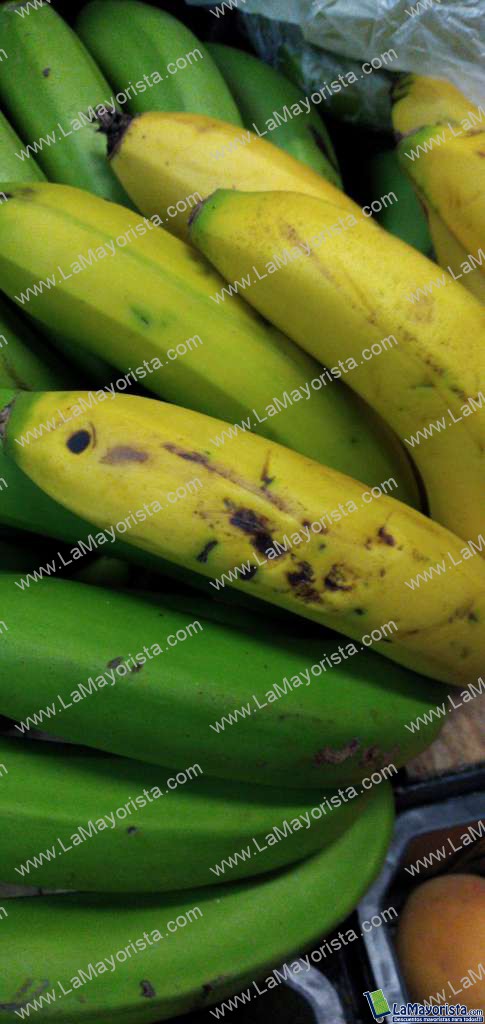 Banano criollo