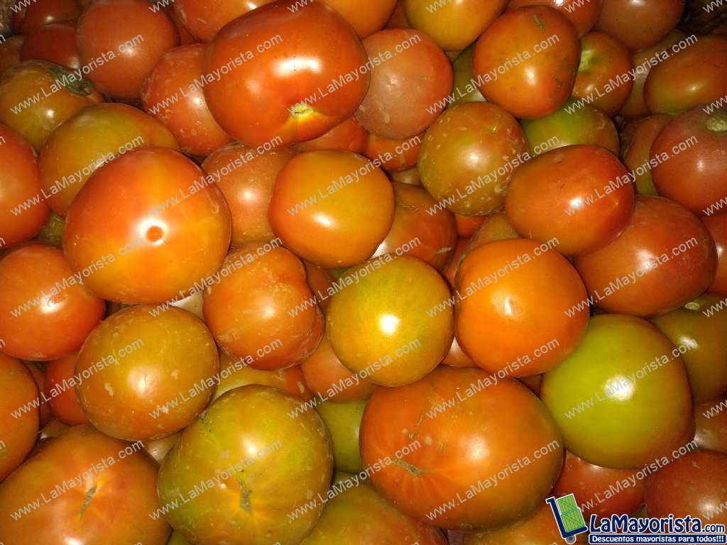 Tomate chonto
