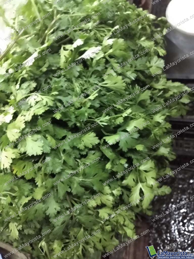 Cilantro