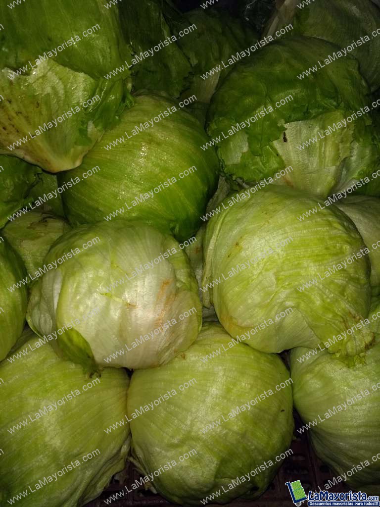 Lechuga Batavia