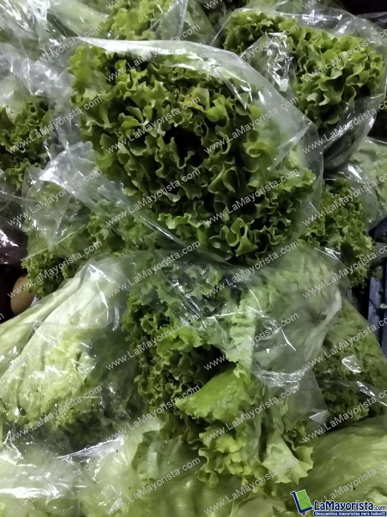 Lechuga crespa