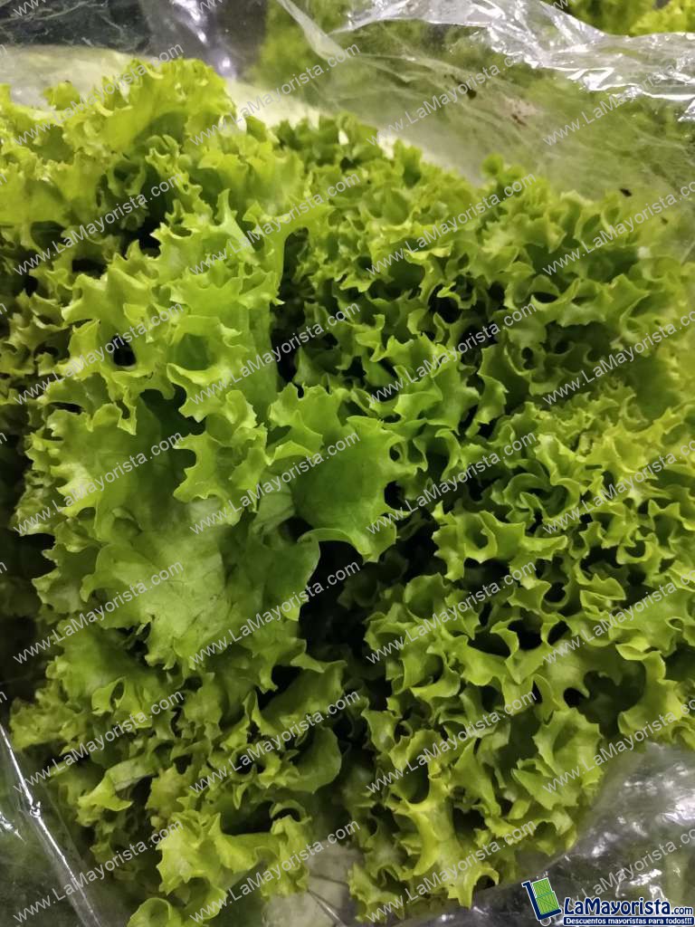 Lechuga crespa