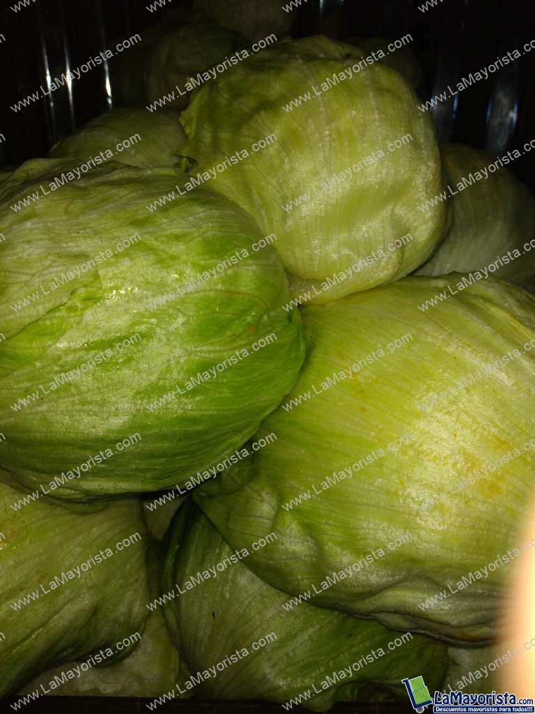 Lechuga Batavia