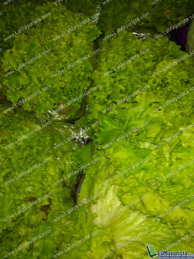 Lechuga crespa