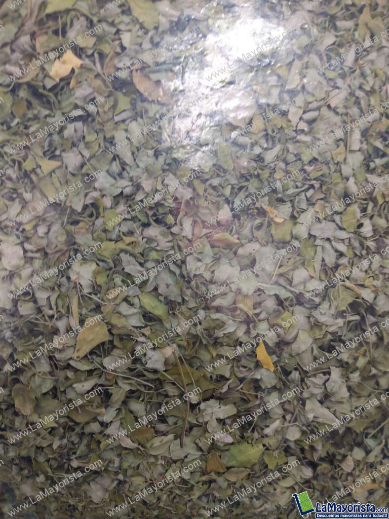 Moringa