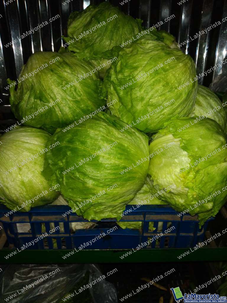 Lechuga Batavia