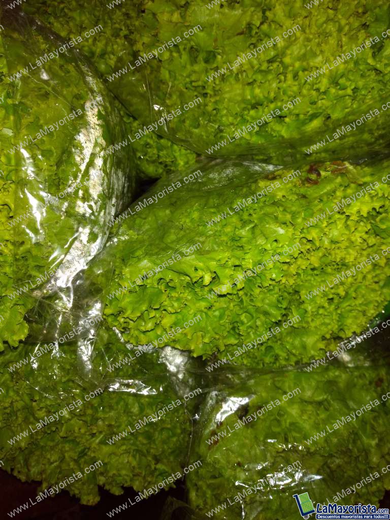 Lechuga crespa